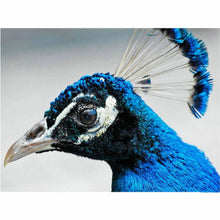 Laden Sie das Bild in den Galerie-Viewer, Diamond Painting - Pfauenkopf