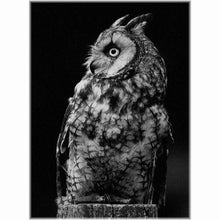 Laden Sie das Bild in den Galerie-Viewer, Diamond Painting - Eule / schwarz-weiß