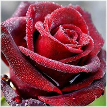 Laden Sie das Bild in den Galerie-Viewer, Diamond Painting - Rote Rose