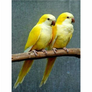 Diamond Painting - Gelbes Papageienpaar