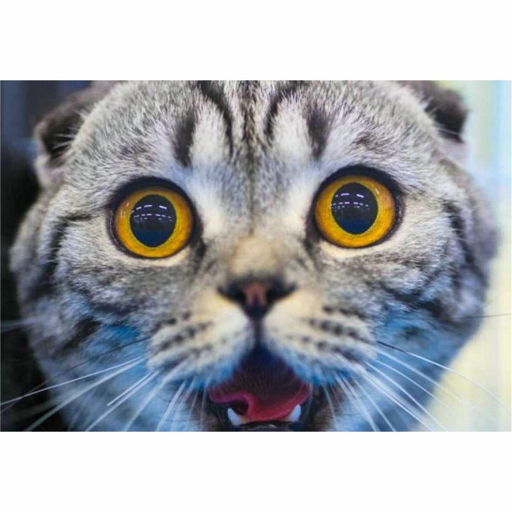 Diamond Painting - Große Augen der Katze