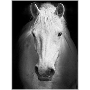 Diamond Painting - Pferd / schwarz-weiß